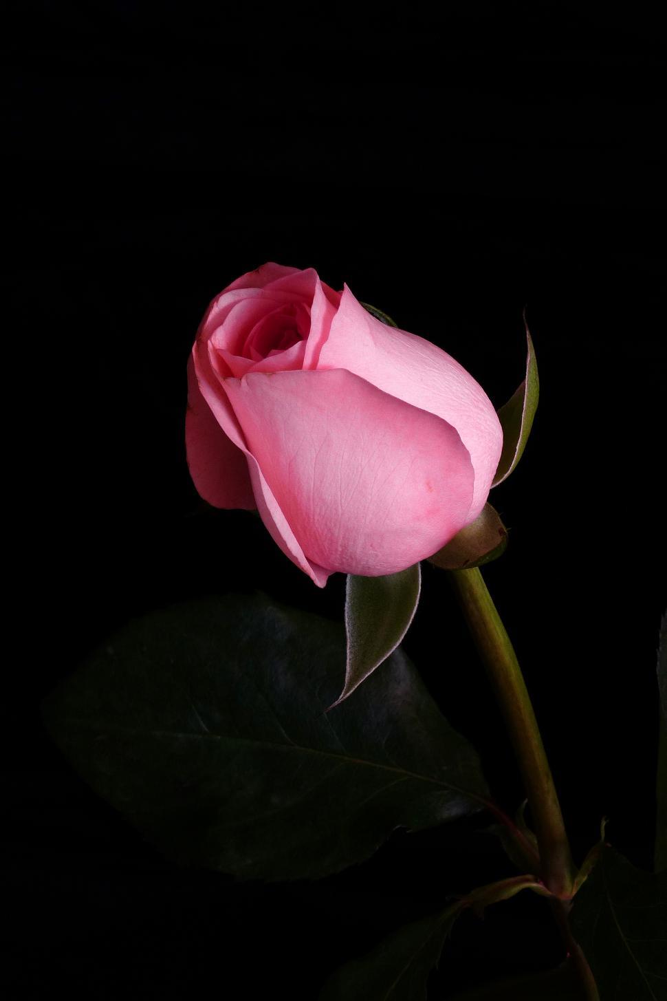 Detail Pink Rose Images Free Download Nomer 12