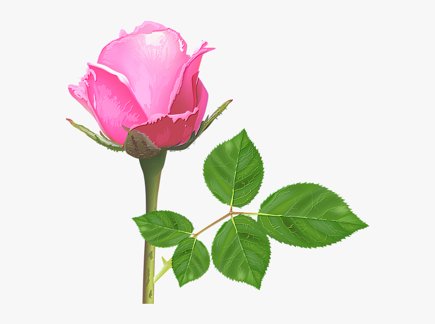 Detail Pink Rose Images Free Download Nomer 14