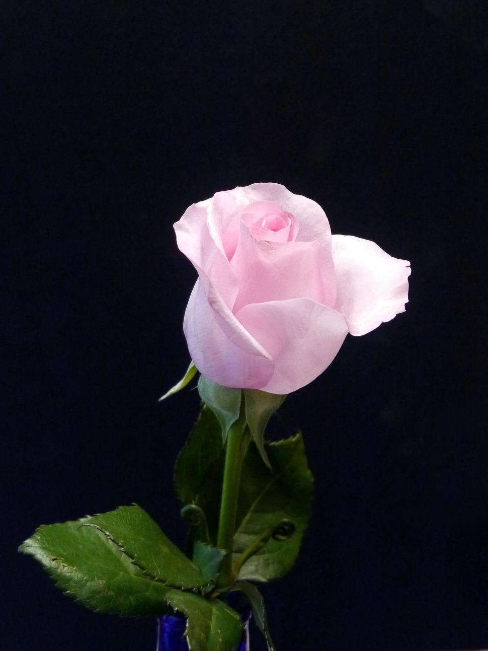 Detail Pink Rose Images Free Download Nomer 17