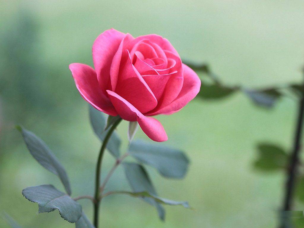 Detail Pink Rose Images Free Download Nomer 19