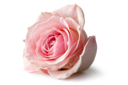 Detail Pink Rose Images Free Download Nomer 3