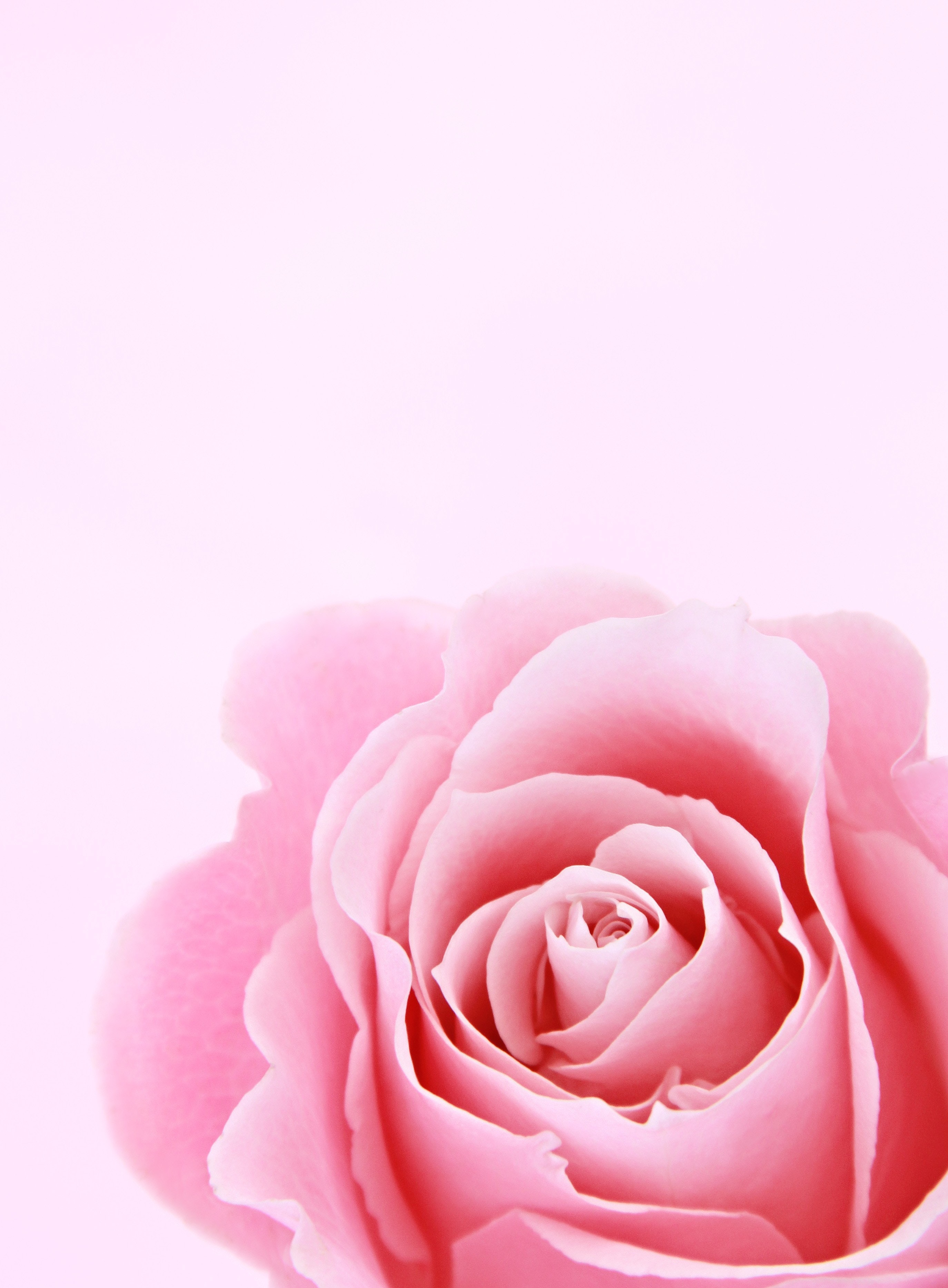 Detail Pink Rose Images Free Download Nomer 26