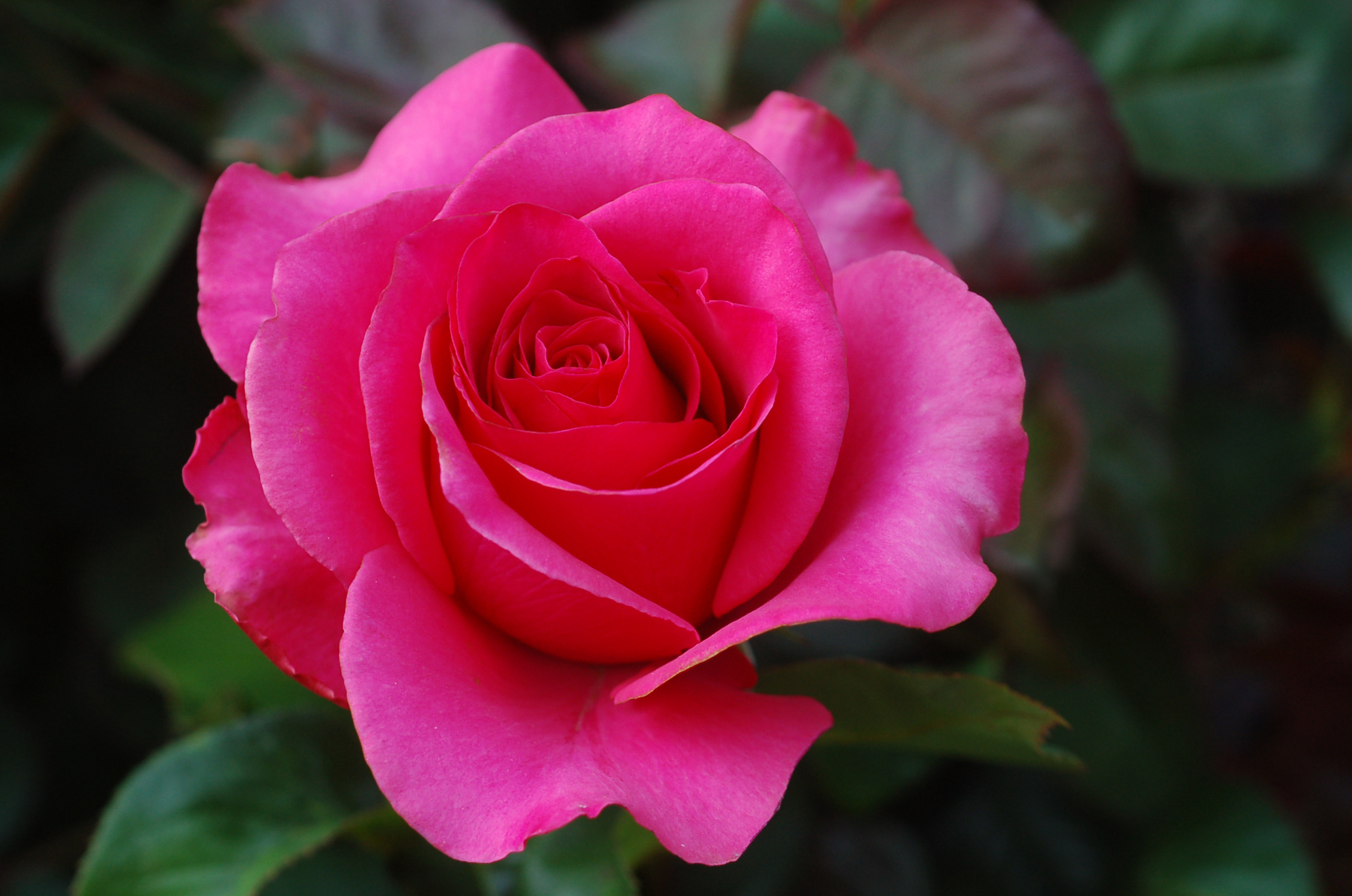 Detail Pink Rose Images Free Download Nomer 27