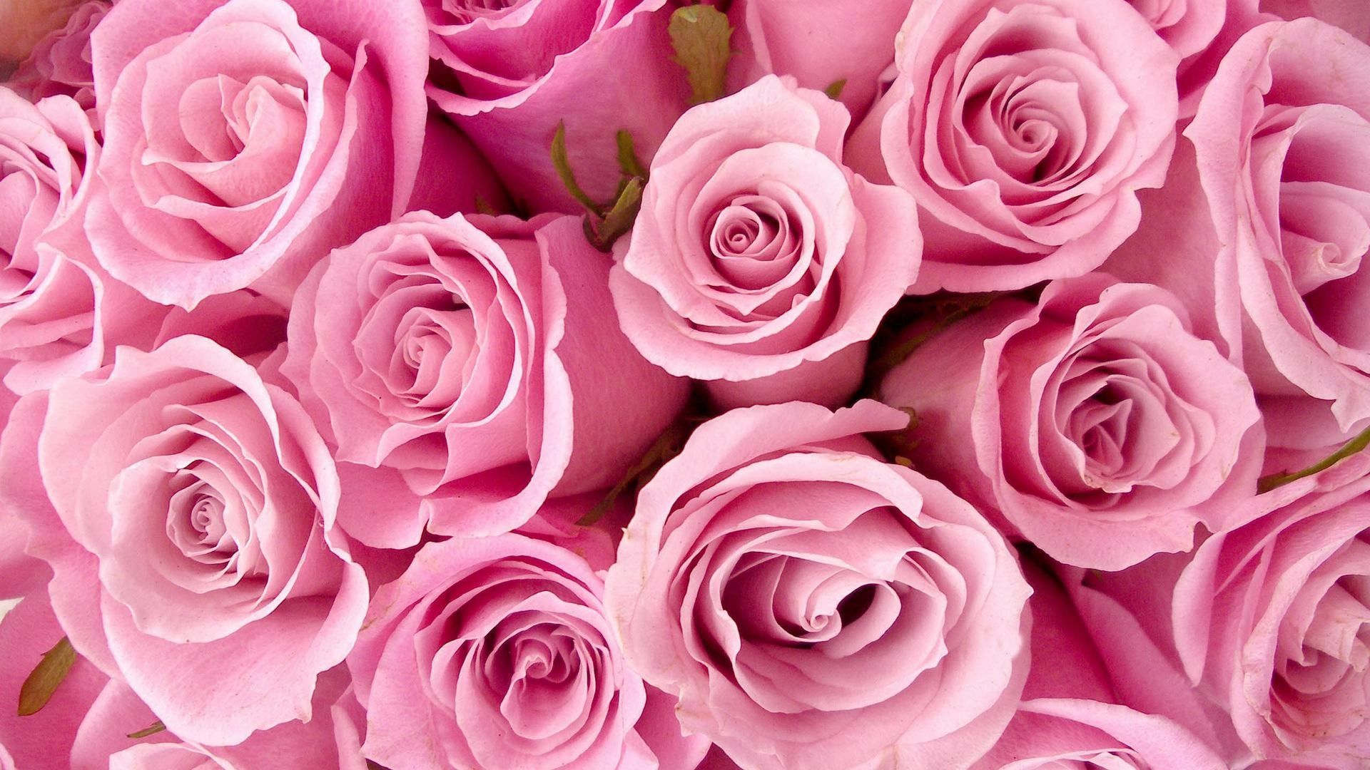 Detail Pink Rose Images Free Download Nomer 28