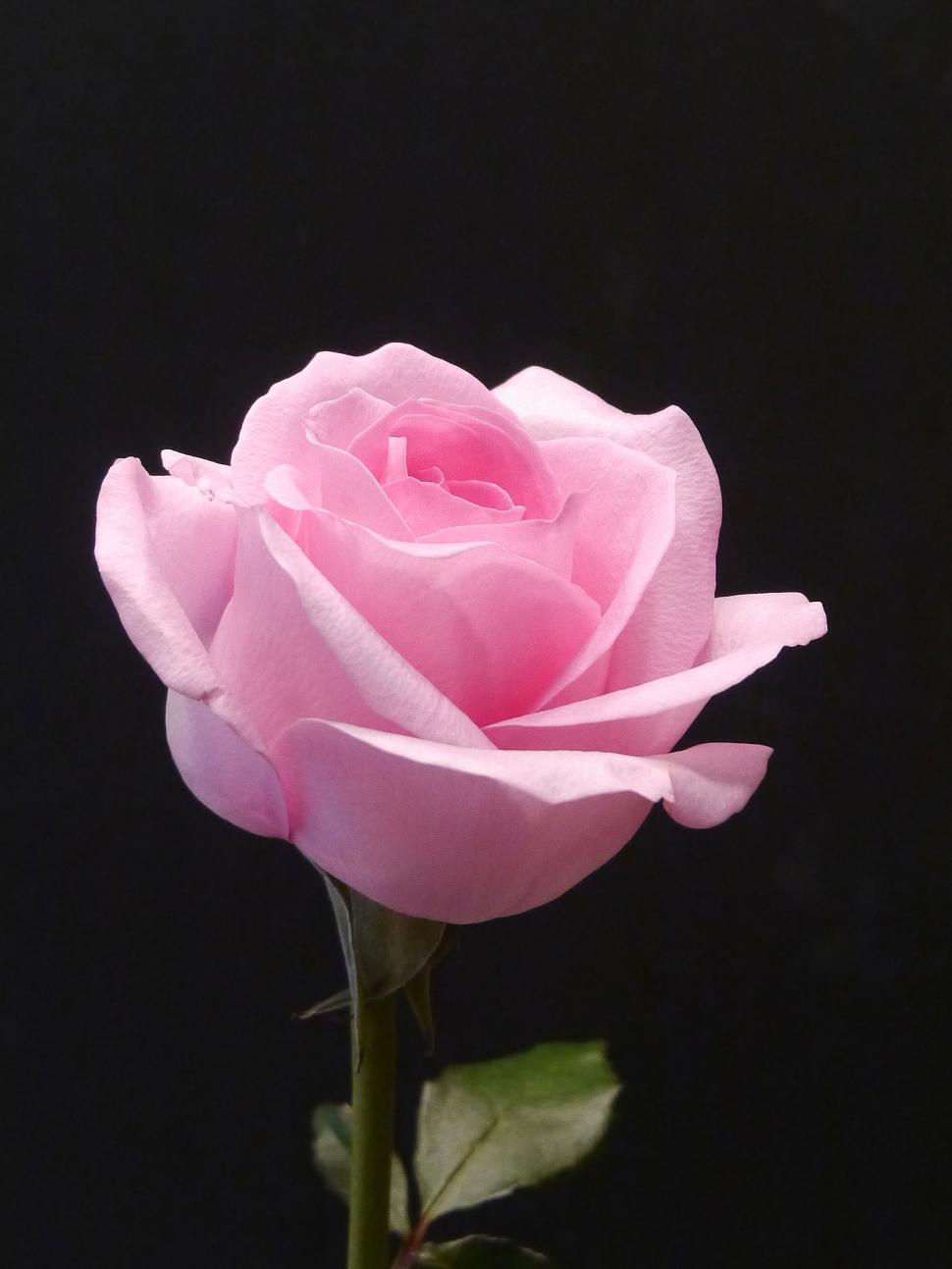 Detail Pink Rose Images Free Download Nomer 4