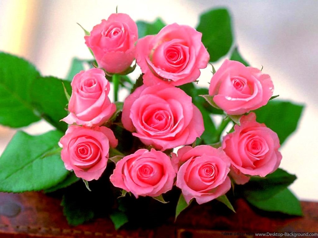 Detail Pink Rose Images Free Download Nomer 35