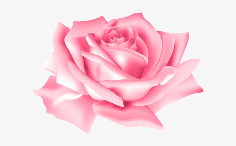 Detail Pink Rose Images Free Download Nomer 38