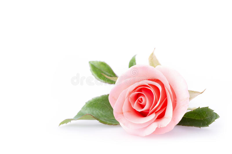 Detail Pink Rose Images Free Download Nomer 5