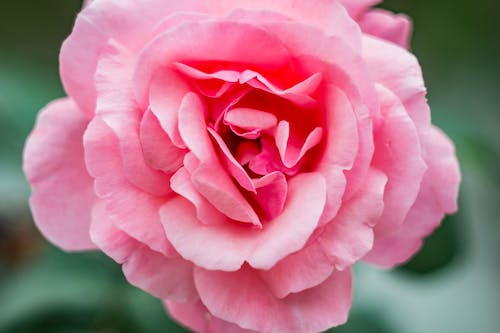 Detail Pink Rose Images Free Download Nomer 39