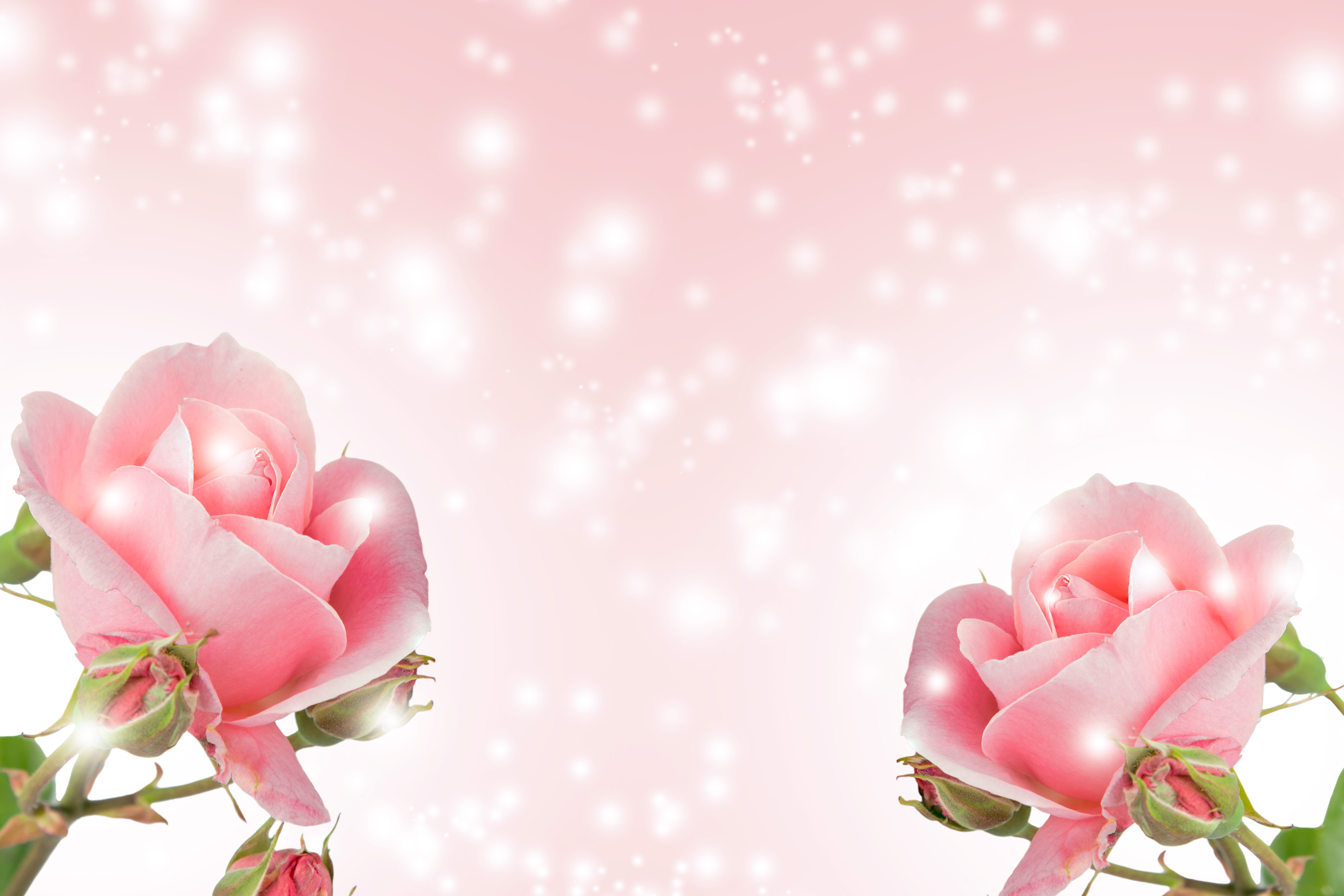 Detail Pink Rose Images Free Download Nomer 42