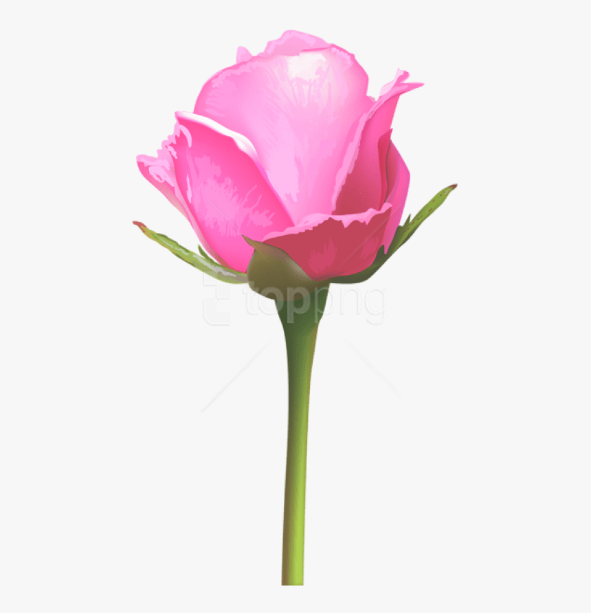 Detail Pink Rose Images Free Download Nomer 43