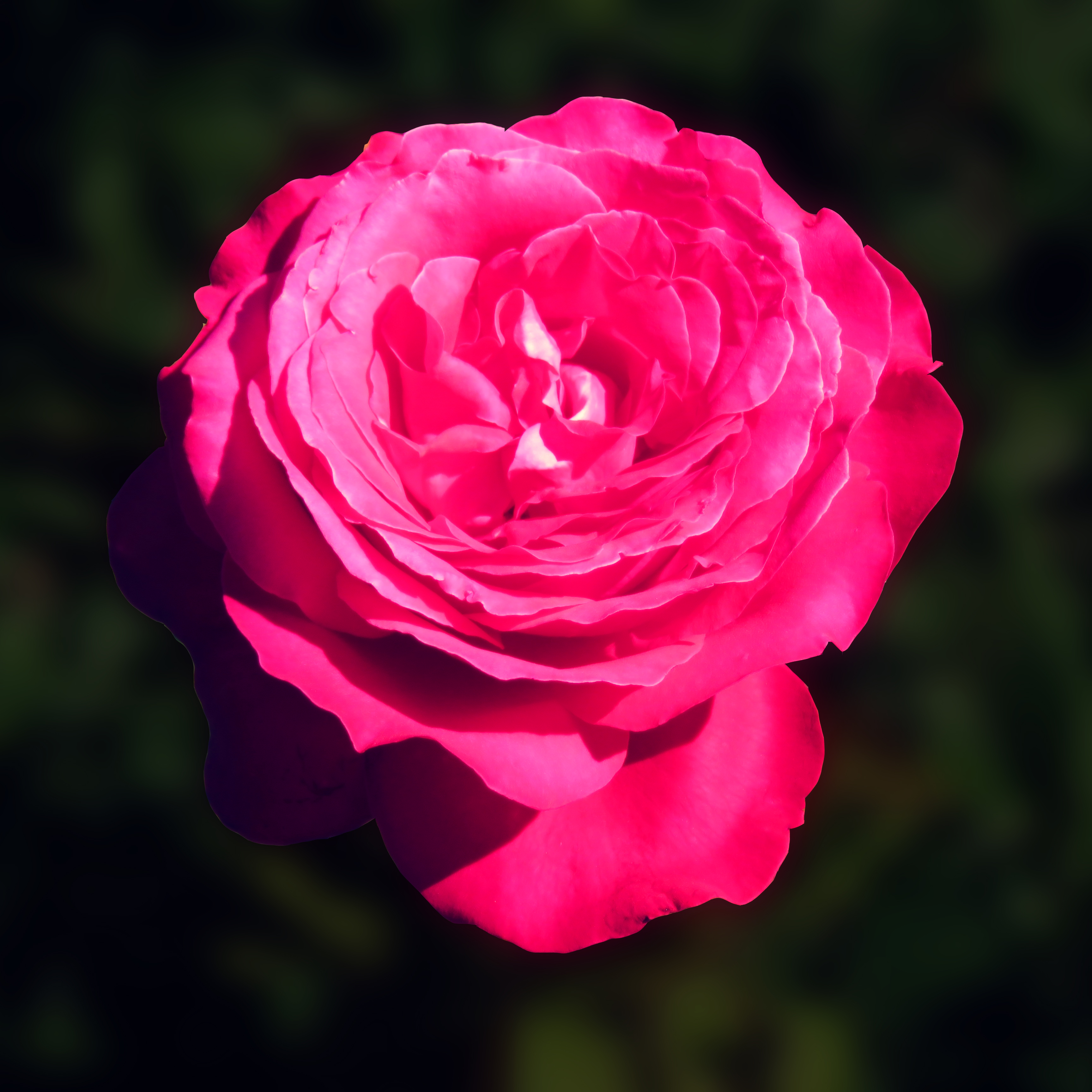 Detail Pink Rose Images Free Download Nomer 46