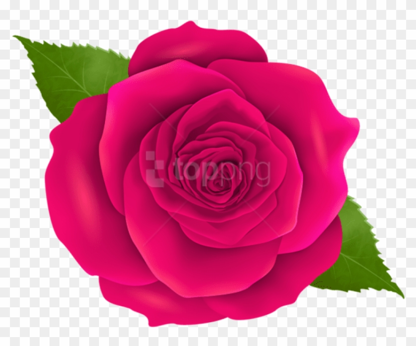 Detail Pink Rose Images Free Download Nomer 48
