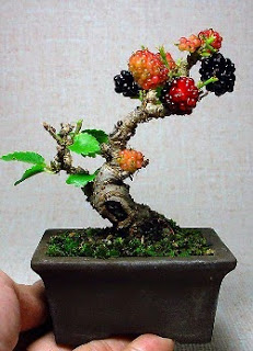 Detail Pohon Bonsai Buah Nomer 11