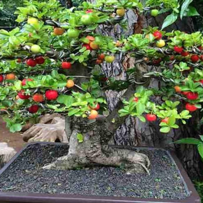 Detail Pohon Bonsai Buah Nomer 17