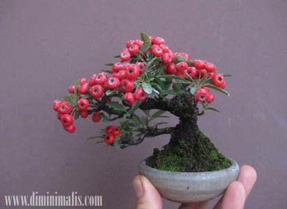 Detail Pohon Bonsai Buah Nomer 19