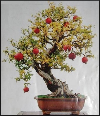 Detail Pohon Bonsai Buah Nomer 3