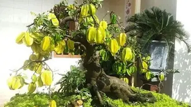 Detail Pohon Bonsai Buah Nomer 4