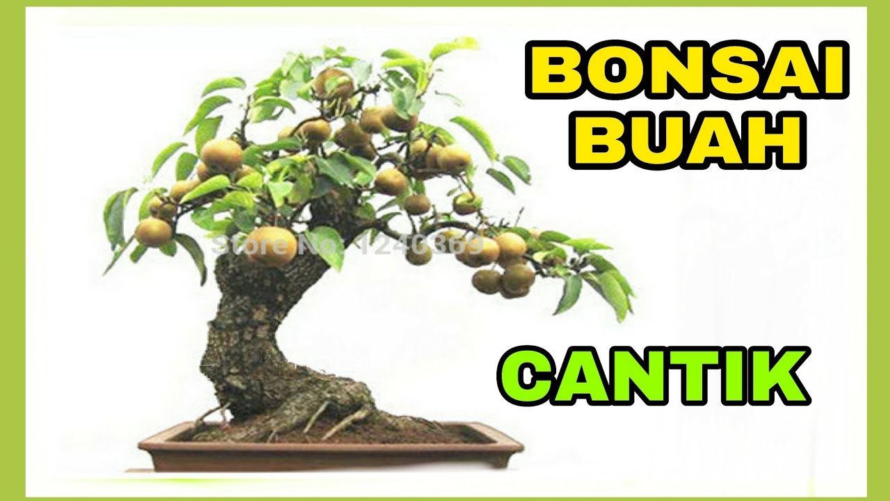 Detail Pohon Bonsai Buah Nomer 39