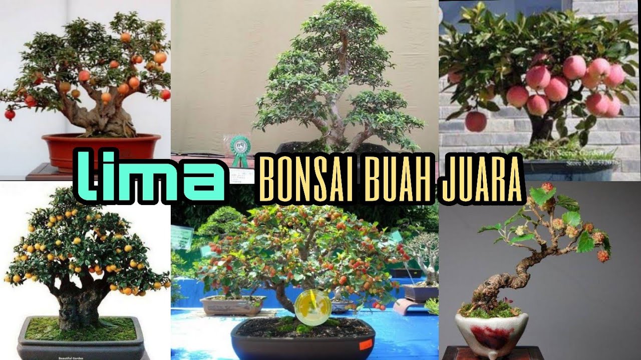 Detail Pohon Bonsai Buah Nomer 5