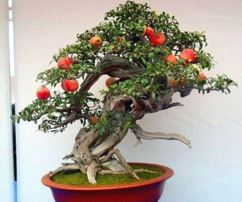 Detail Pohon Bonsai Buah Nomer 40