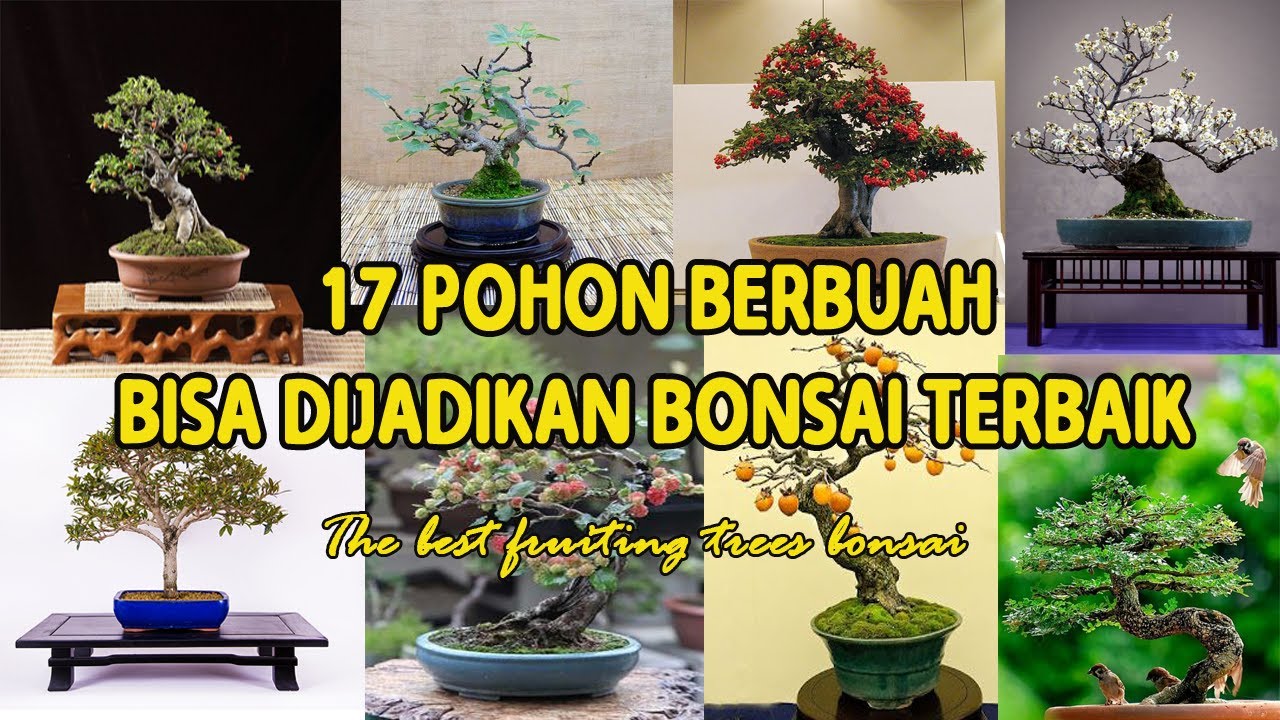 Detail Pohon Bonsai Buah Nomer 44