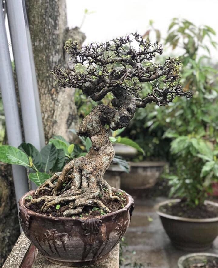 Detail Pohon Bonsai Buah Nomer 46