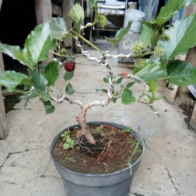 Detail Pohon Bonsai Buah Nomer 6