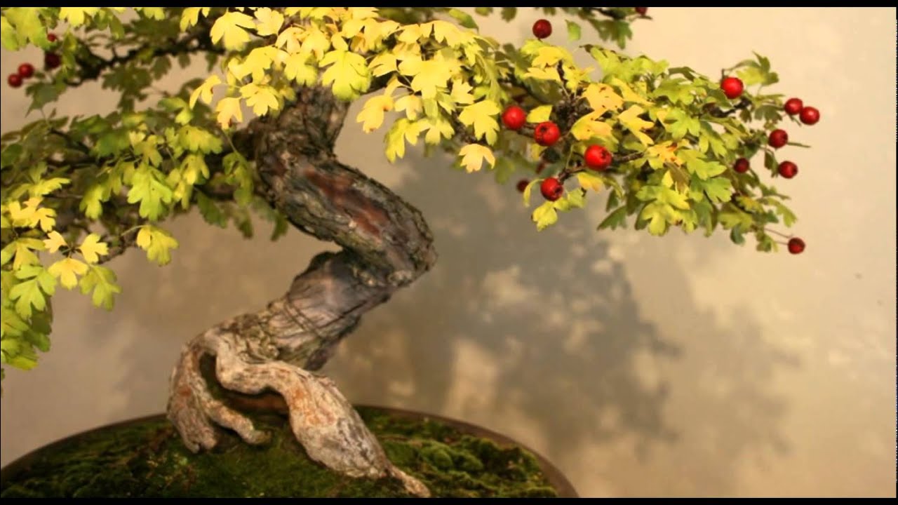 Detail Pohon Bonsai Buah Nomer 52