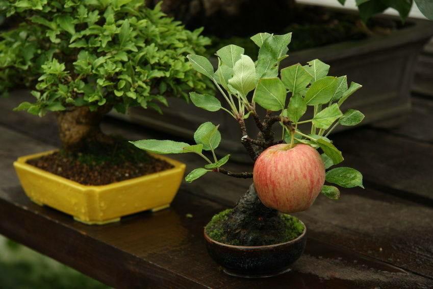 Detail Pohon Bonsai Buah Nomer 8