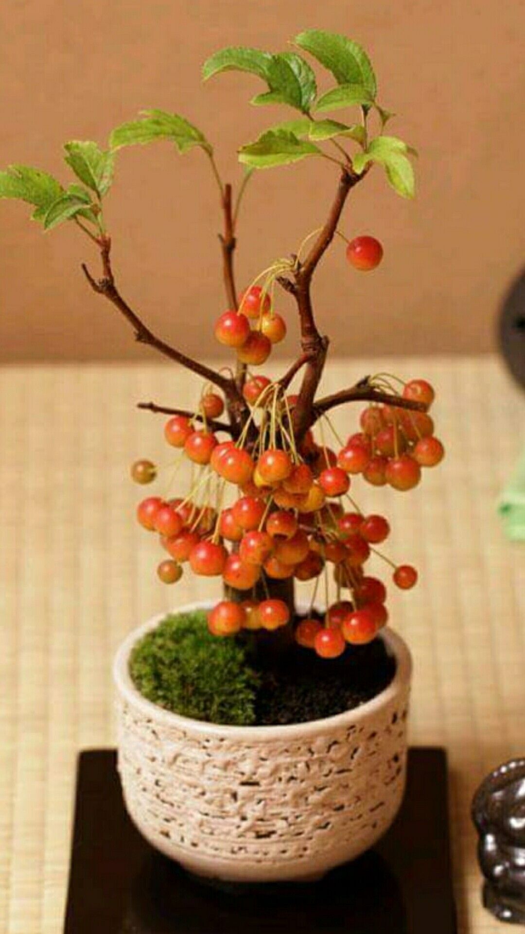 Detail Pohon Bonsai Buah Nomer 10