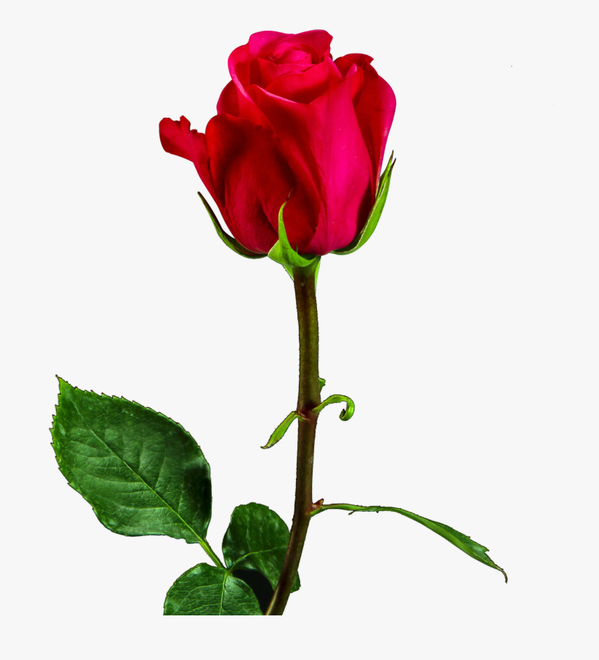Detail Red Rose Picture Free Download Nomer 12