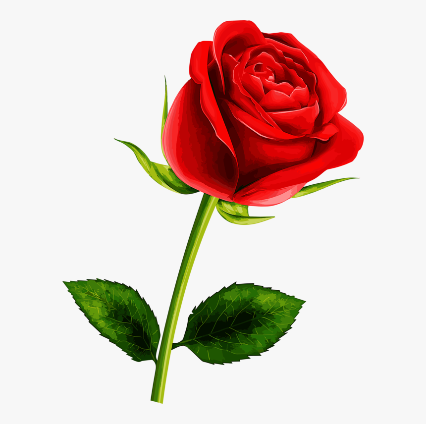 Detail Red Rose Picture Free Download Nomer 14