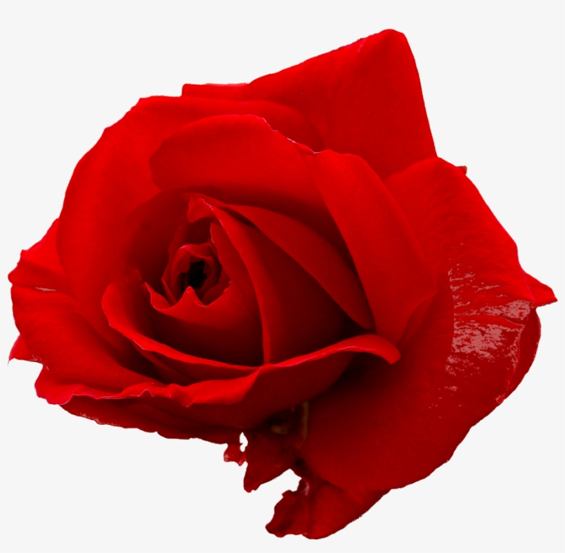 Detail Red Rose Picture Free Download Nomer 20