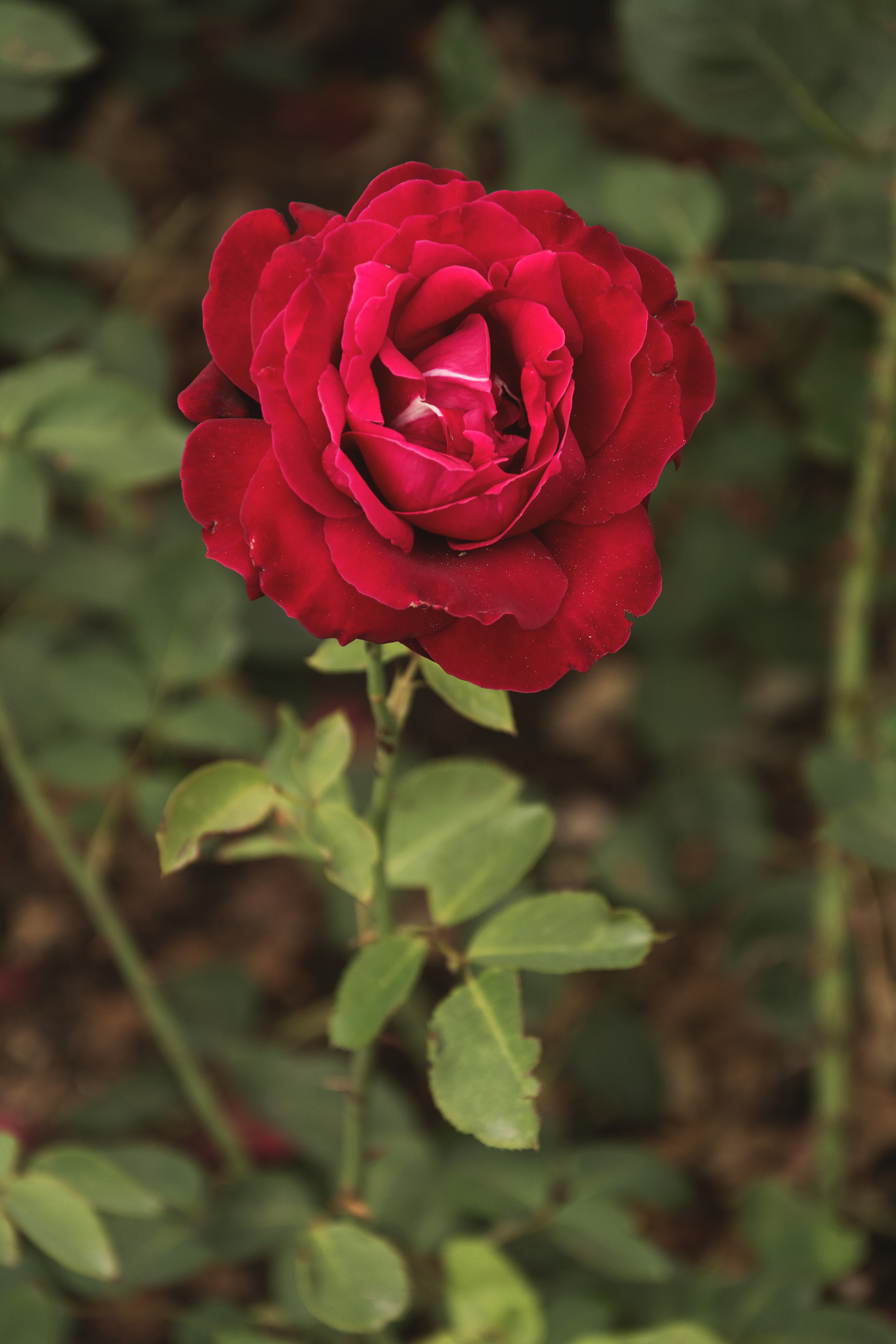 Detail Red Rose Picture Free Download Nomer 24