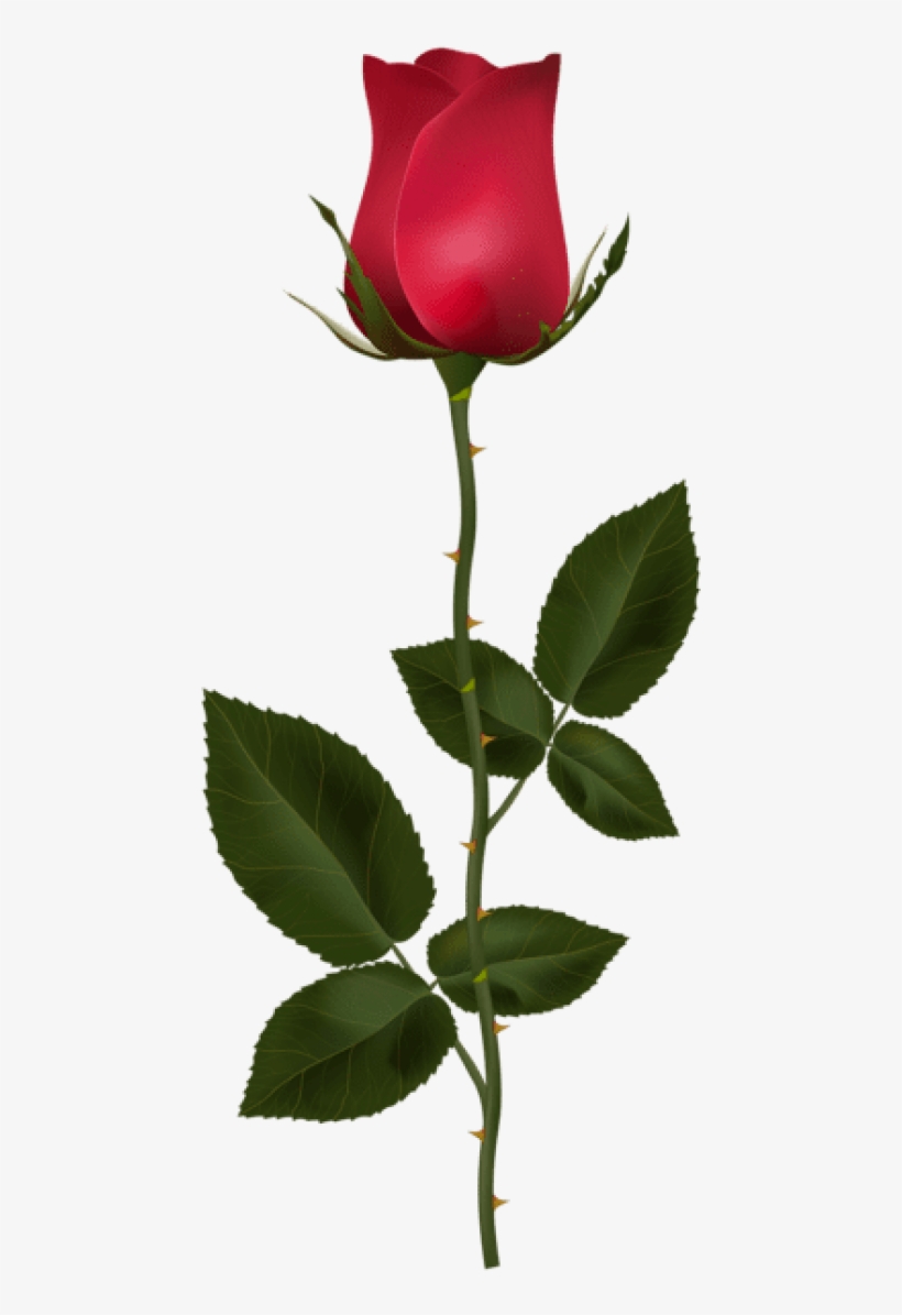 Detail Red Rose Picture Free Download Nomer 25
