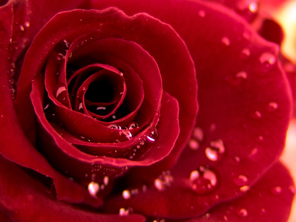 Detail Red Rose Picture Free Download Nomer 26