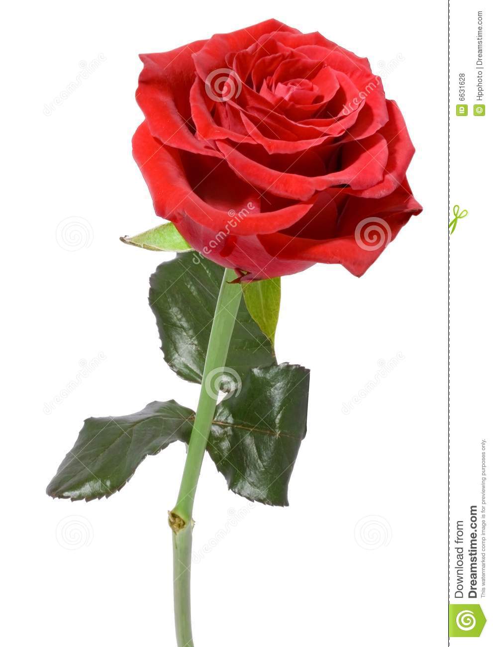 Detail Red Rose Picture Free Download Nomer 27