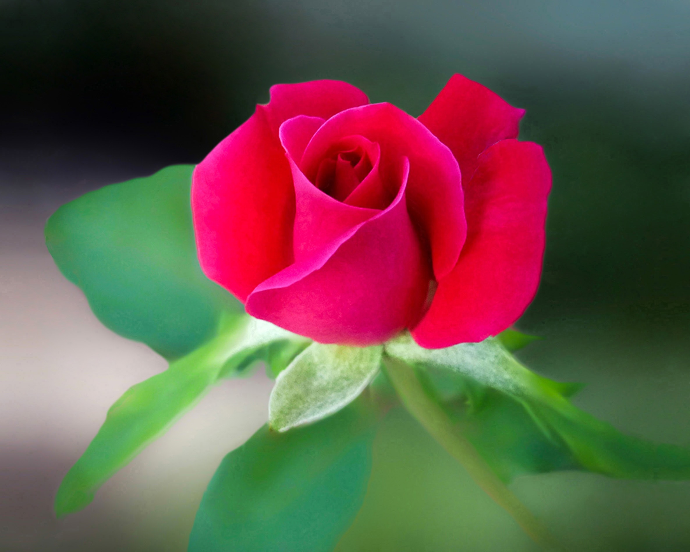 Detail Red Rose Picture Free Download Nomer 39