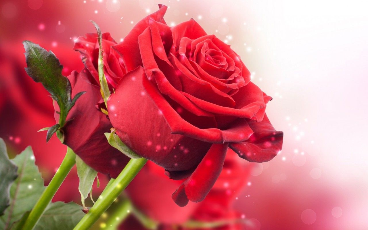 Detail Red Rose Picture Free Download Nomer 5