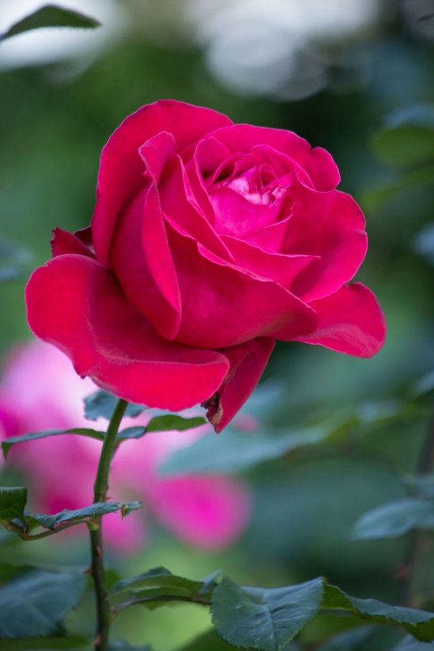 Detail Red Rose Picture Free Download Nomer 44