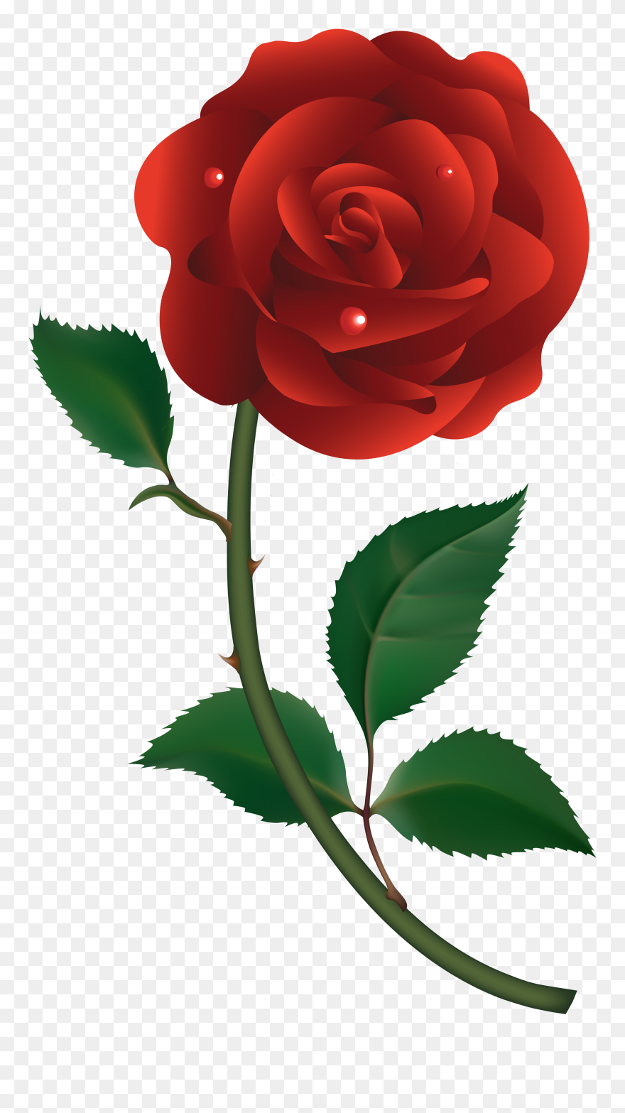 Detail Red Rose Picture Free Download Nomer 7