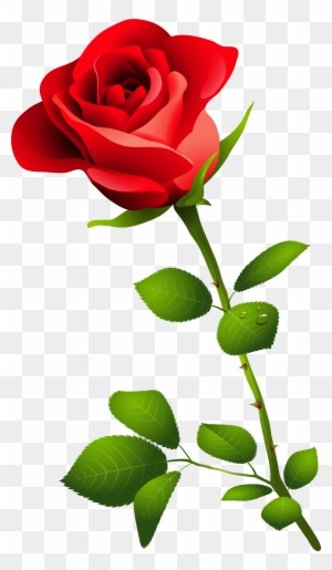 Detail Red Rose Picture Free Download Nomer 10