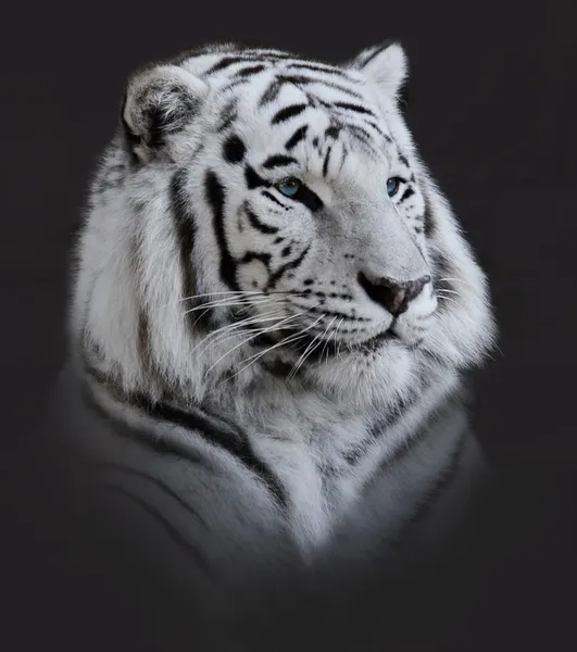 Detail Kepala Harimau Putih Nomer 20