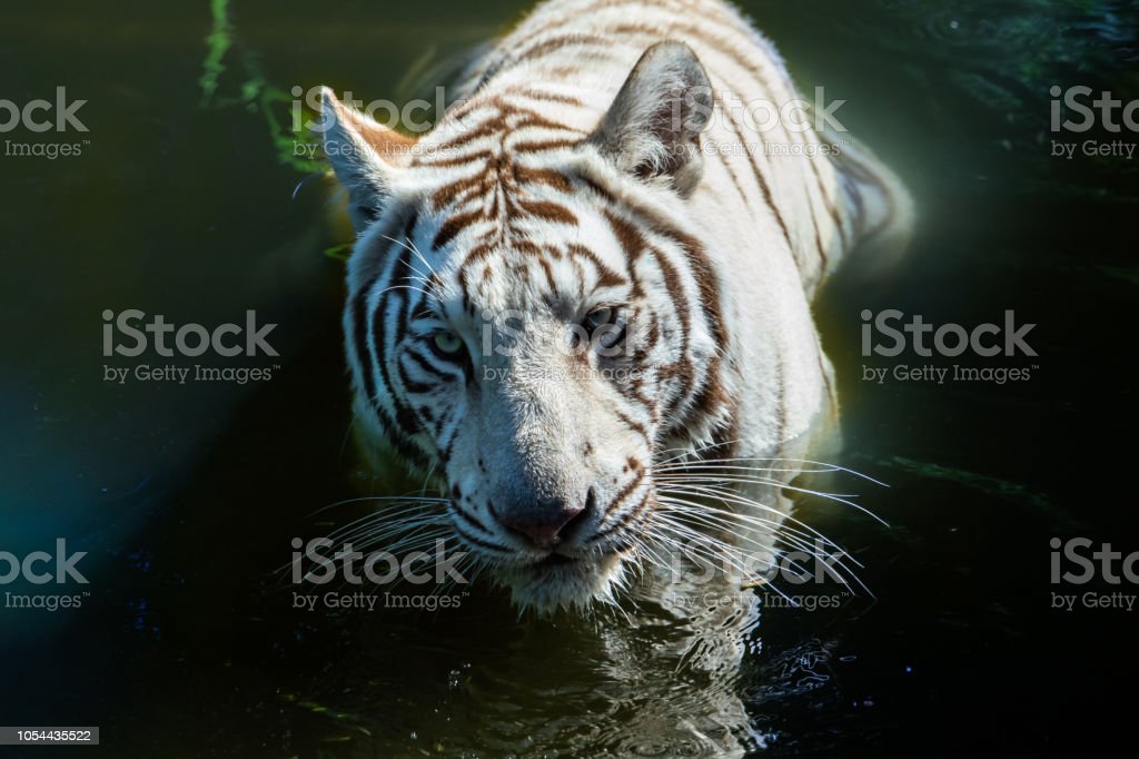 Detail Kepala Harimau Putih Nomer 40