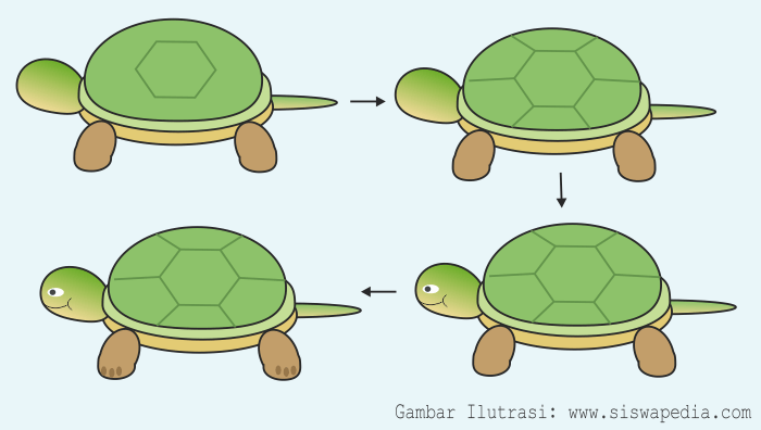 Detail Kepala Kura Kura Nomer 50