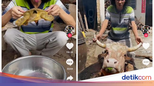 Detail Kepala Sapi Di Potong Nomer 14