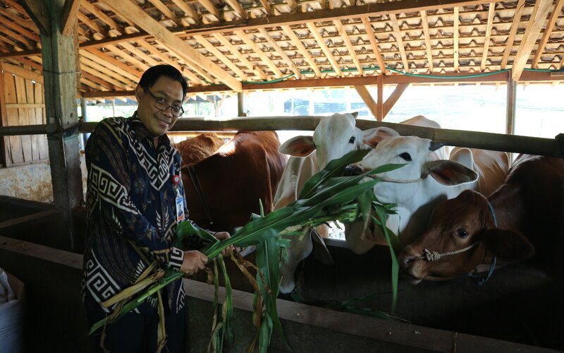 Detail Kepala Sapi Di Potong Nomer 43