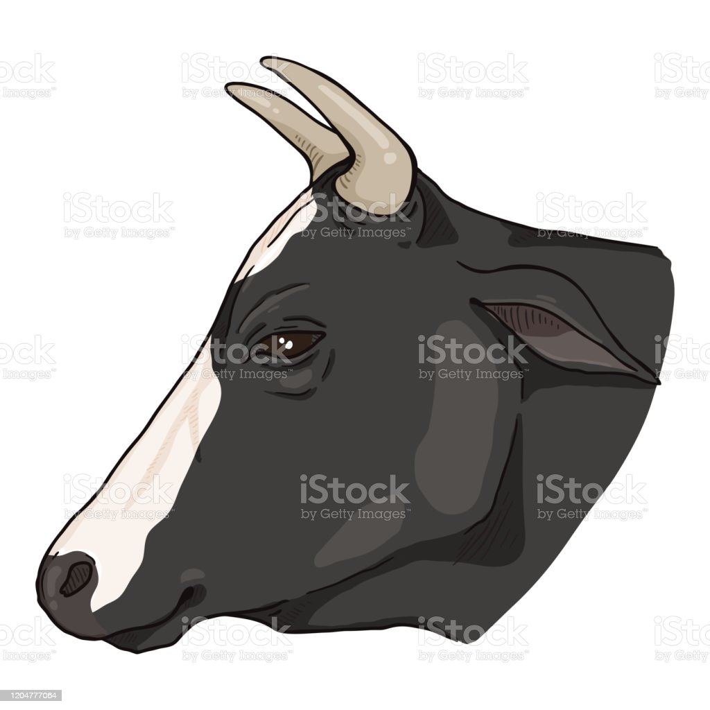 Detail Kepala Sapi Kartun Nomer 35
