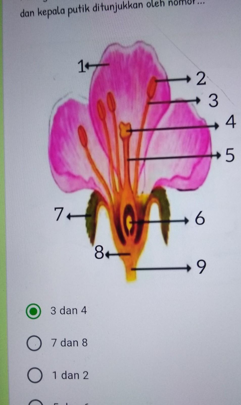 Detail Kepala Sari Bunga Nomer 16